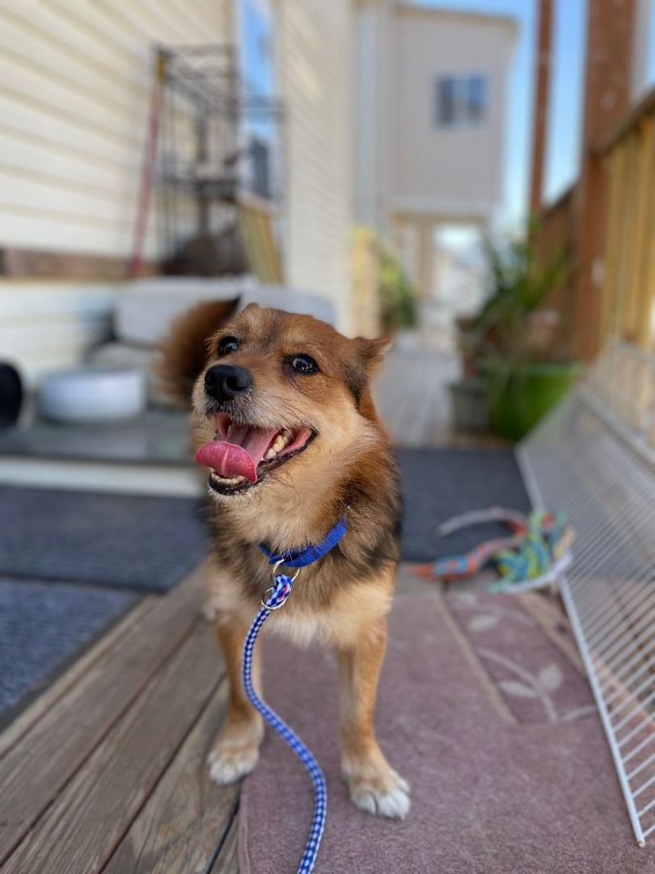 Leroy, an adopted Pomeranian & Yorkshire Terrier Mix in Natick, MA_image-2