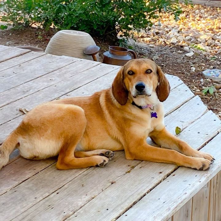 Libby, an adoptable Coonhound & Retriever Mix in Cameron , MO_image-2