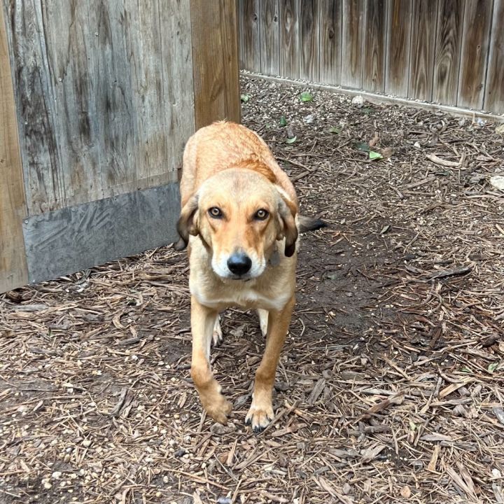 Libby, an adoptable Coonhound & Retriever Mix in Cameron , MO_image-6