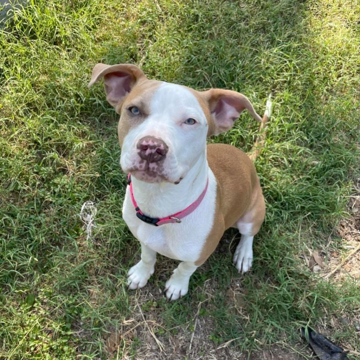 Nita, an adoptable American Staffordshire Terrier in Burnsville, MN_image-3