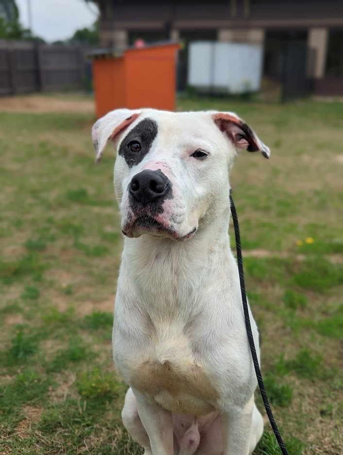 Xander, an adoptable Pit Bull Terrier in Douglasville, GA_image-2