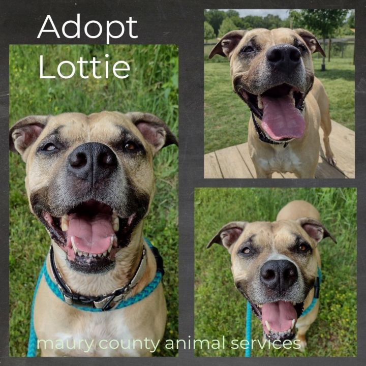 Lottie, an adoptable Mixed Breed in Columbia, TN_image-1