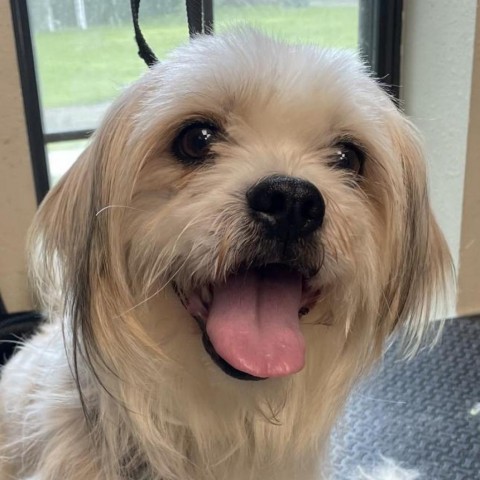 Biscuit, an adoptable Shih Tzu in Houston, TX_image-1