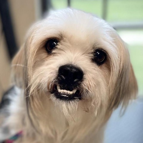 Biscuit, an adoptable Shih Tzu in Houston, TX_image-3