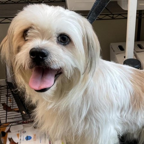 Biscuit, an adoptable Shih Tzu in Houston, TX_image-4