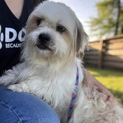 Biscuit, an adoptable Shih Tzu in Houston, TX_image-5