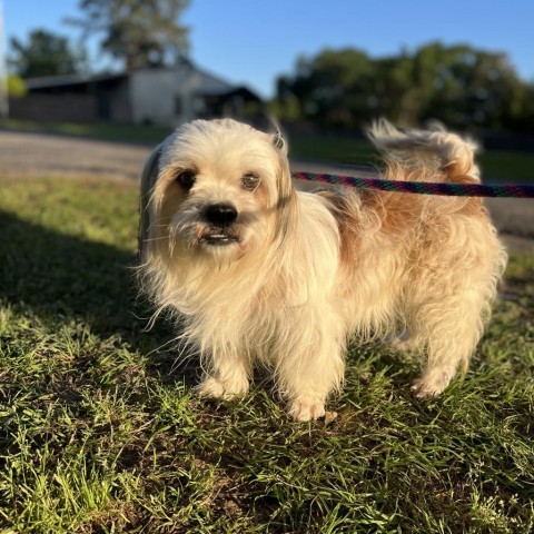 Biscuit, an adoptable Shih Tzu in Houston, TX_image-6