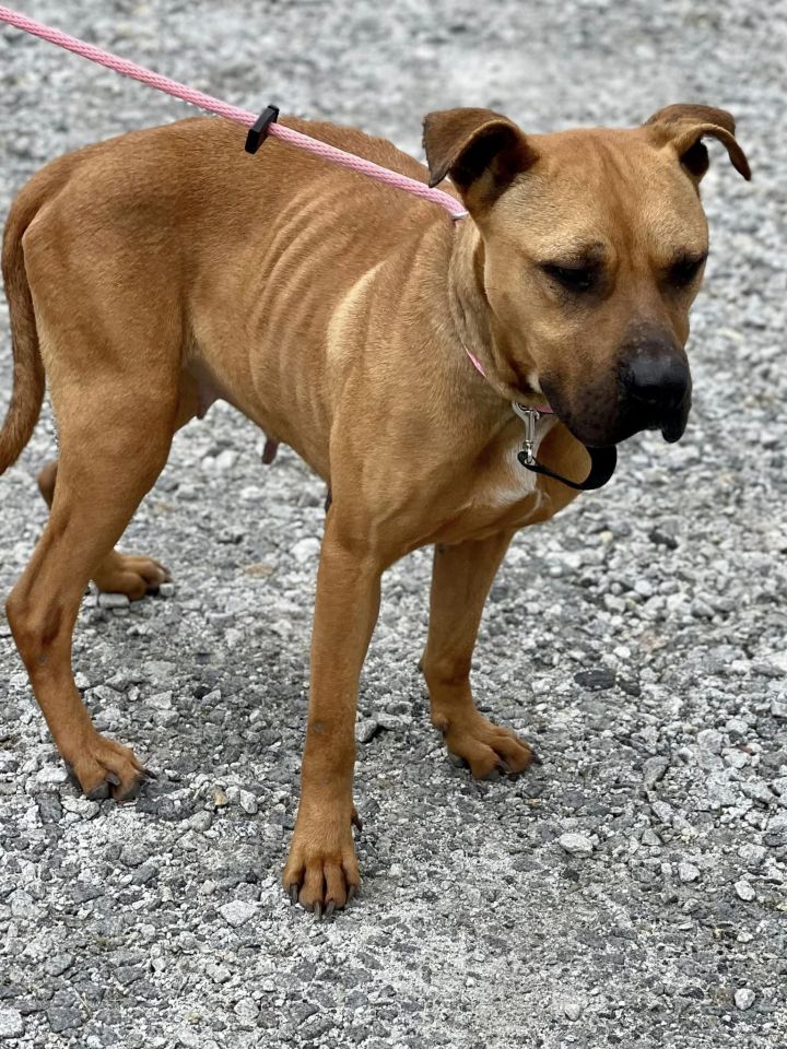 Lady, an adoptable Black Mouth Cur & Pit Bull Terrier Mix in Winnsboro, SC_image-2