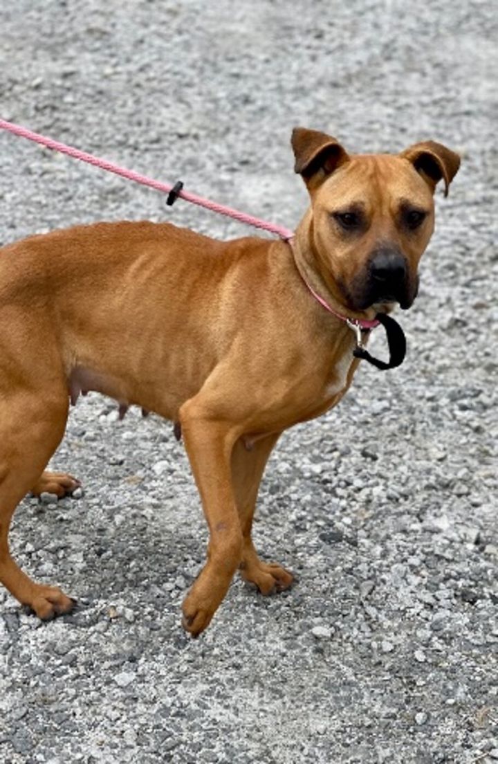 Lady, an adoptable Black Mouth Cur & Pit Bull Terrier Mix in Winnsboro, SC_image-3