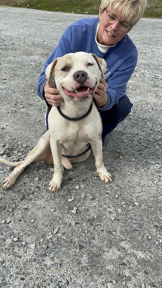 Rogan, an adoptable American Bulldog in Winnsboro, SC_image-4
