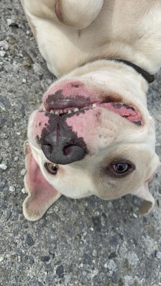 Rogan, an adoptable American Bulldog in Winnsboro, SC_image-1