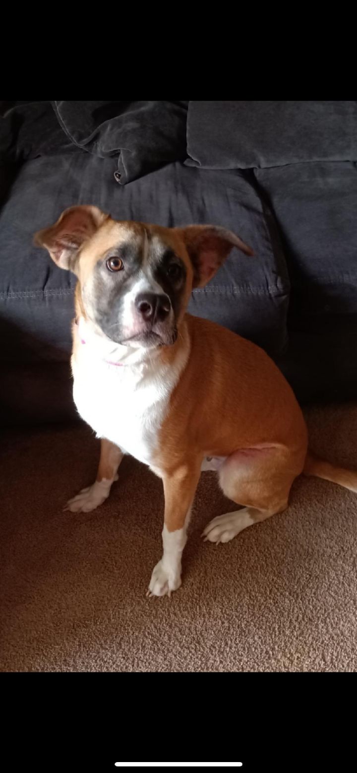 Corgi best sale boxer mix