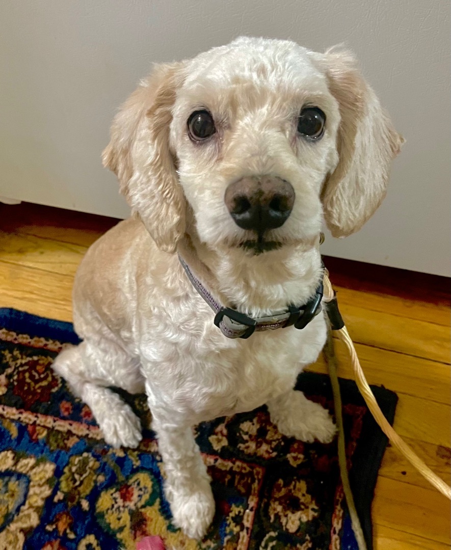 Miniature poodle and cocker spaniel outlet mix