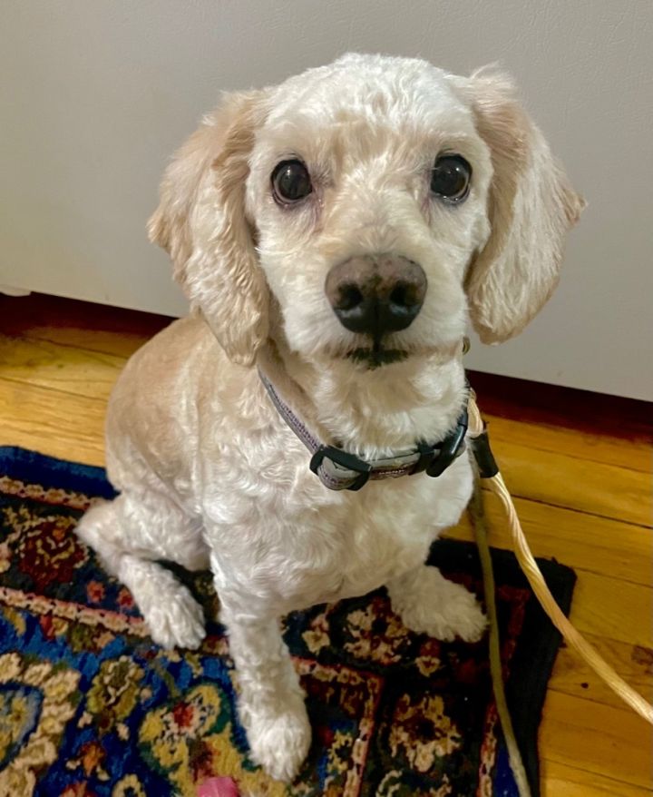 Cockapoo mini clearance poodle