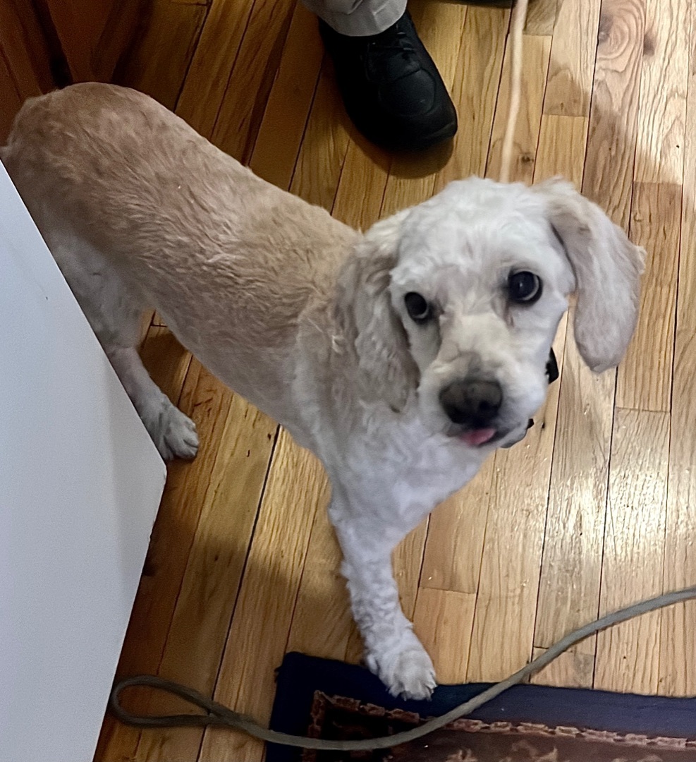 Jacks , an adoptable Cockapoo, Miniature Poodle in New York, NY, 10002 | Photo Image 2