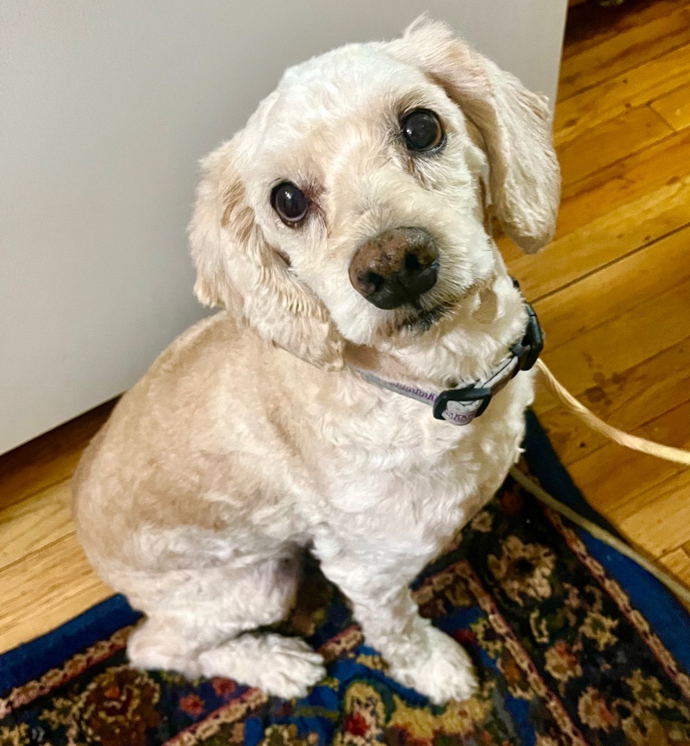 Jacks , an adoptable Cockapoo, Miniature Poodle in New York, NY, 10002 | Photo Image 3