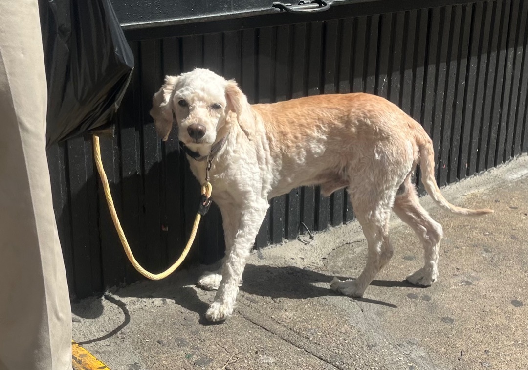 Jacks , an adoptable Cockapoo, Miniature Poodle in New York, NY, 10002 | Photo Image 5