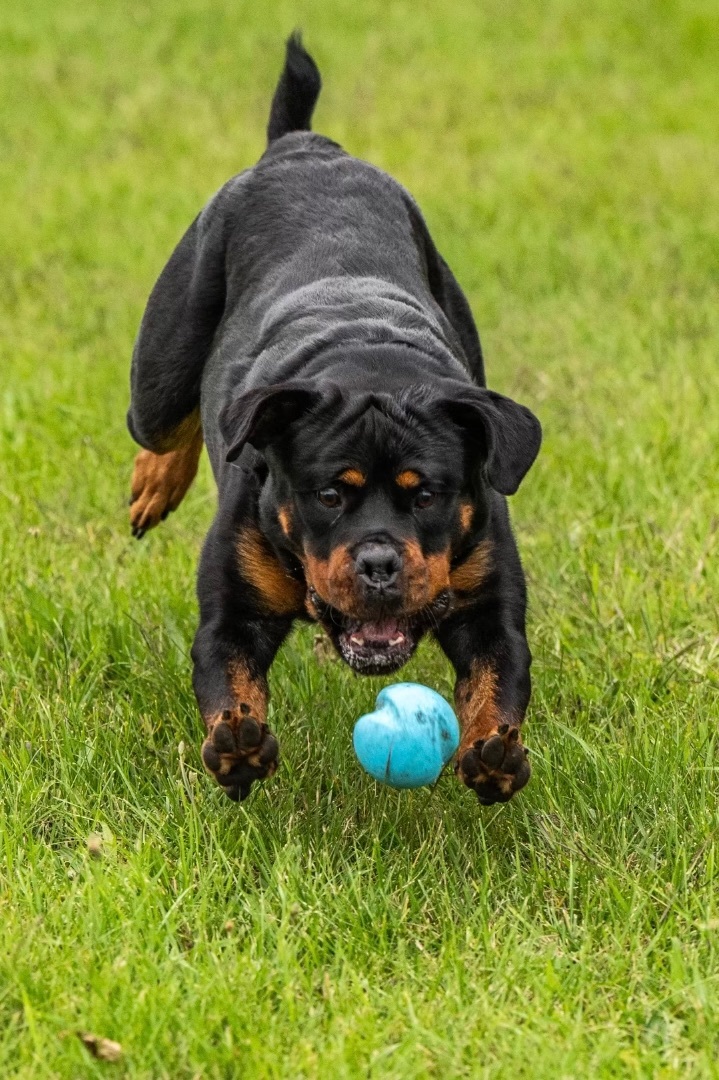 Cher, an adoptable Rottweiler in Vienna, ON_image-3