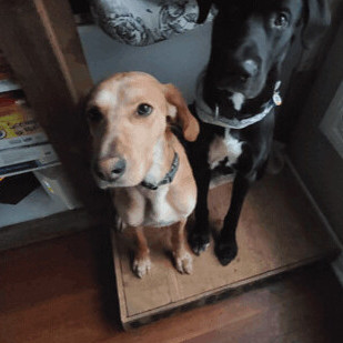 Addie, an adoptable Coonhound & Foxhound Mix in Vienna, ON_image-3