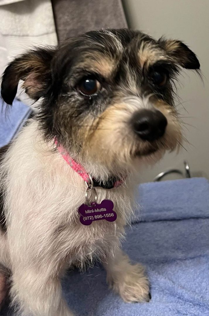 Mini best sale terrier mix