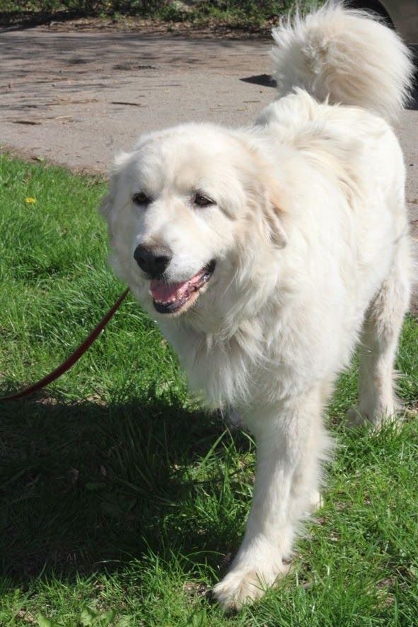 Great pyrenees hot sale invisible fence