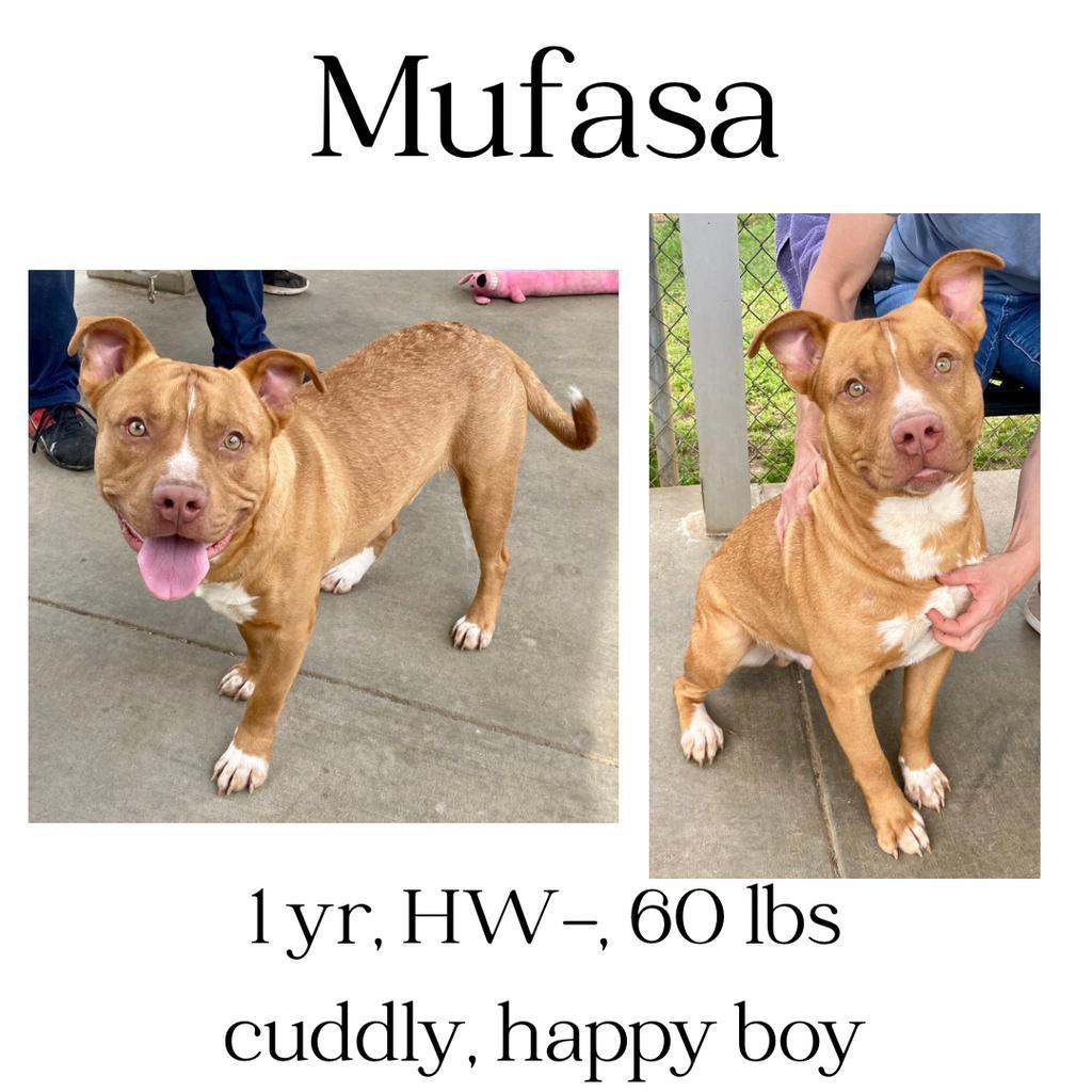 Mufasa (Scar), an adoptable Mixed Breed in Albany, GA, 31706 | Photo Image 1