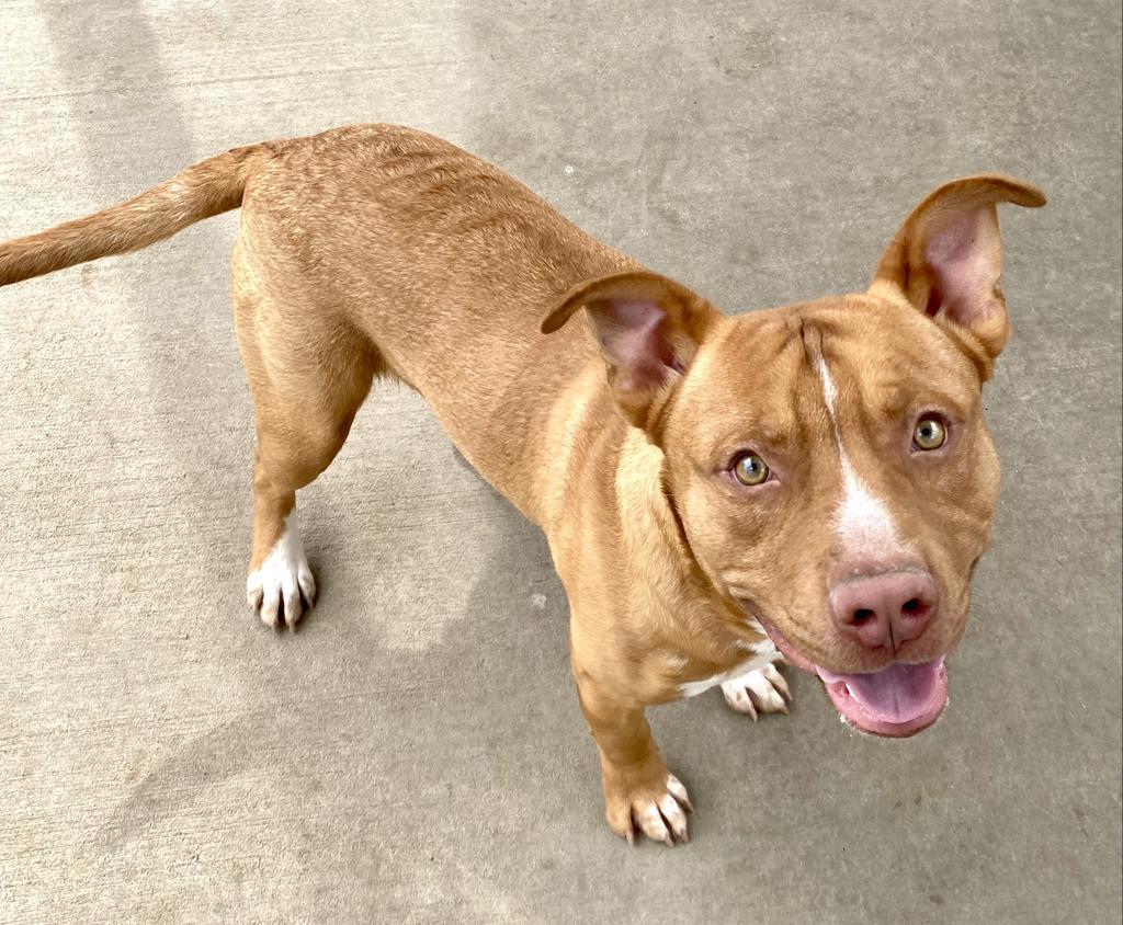 Mufasa (Scar), an adoptable Mixed Breed in Albany, GA, 31706 | Photo Image 3