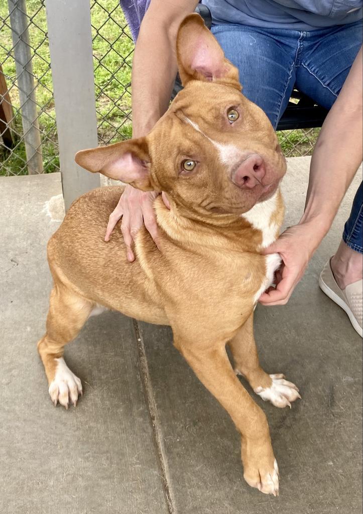 Mufasa (Scar), an adoptable Mixed Breed in Albany, GA, 31706 | Photo Image 5