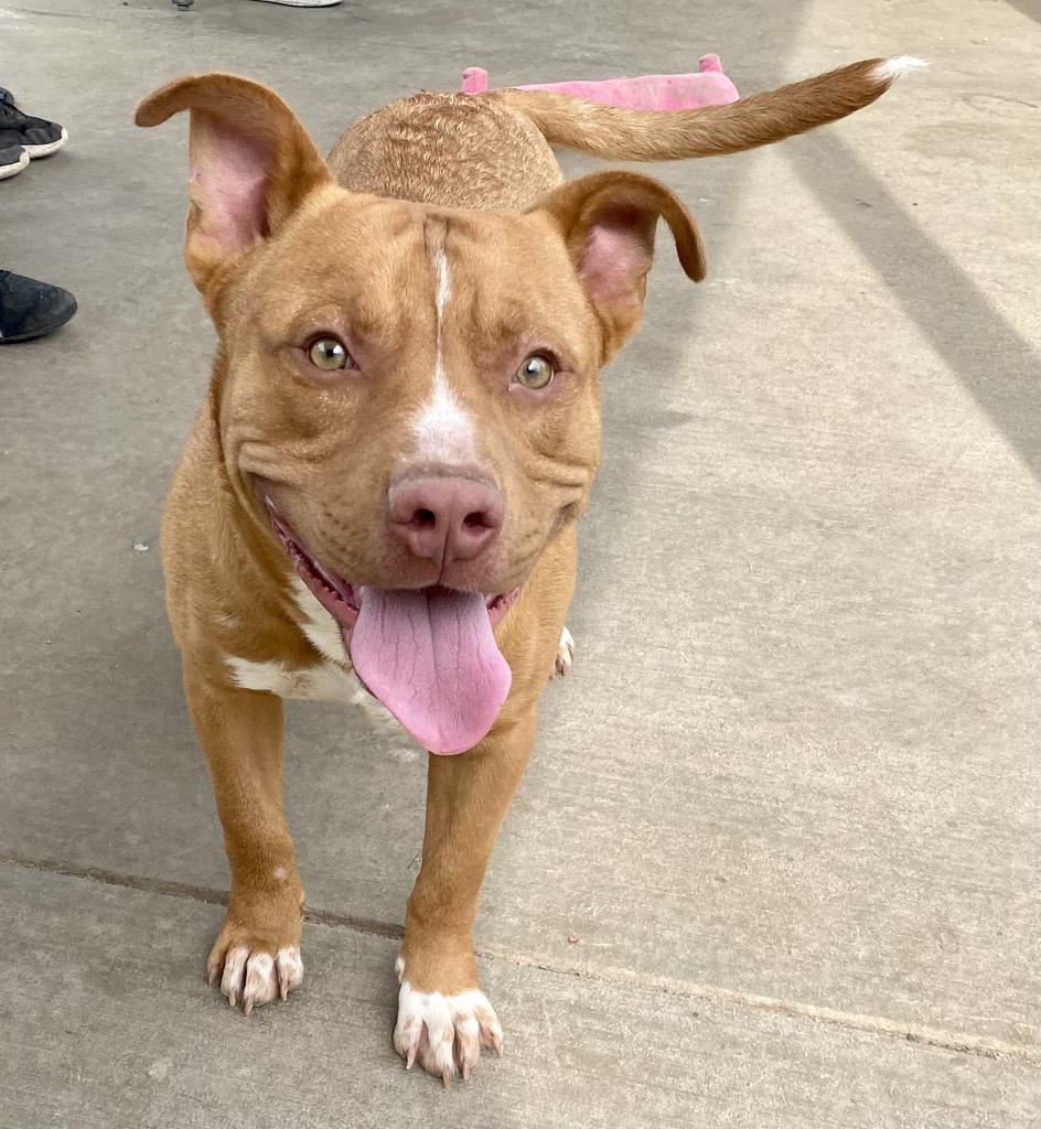 Mufasa (Scar), an adoptable Mixed Breed in Albany, GA, 31706 | Photo Image 6