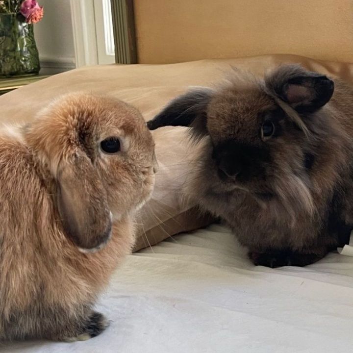 Lionhead lop best sale rabbit size