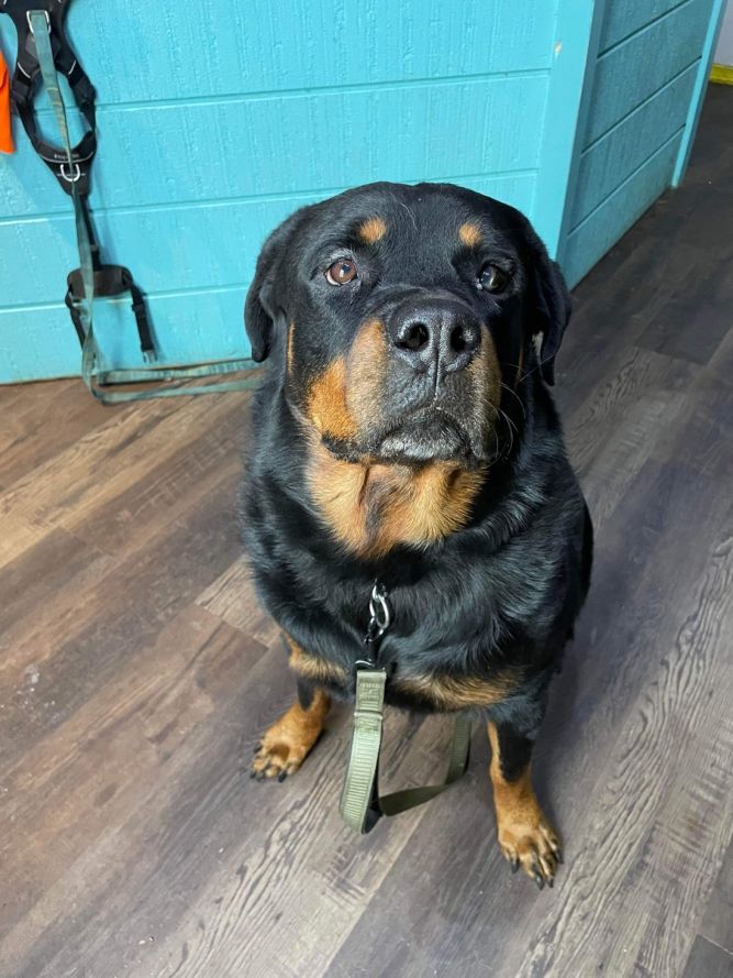 Dog for adoption - Rambo, a Rottweiler in Bridgton, ME | Petfinder