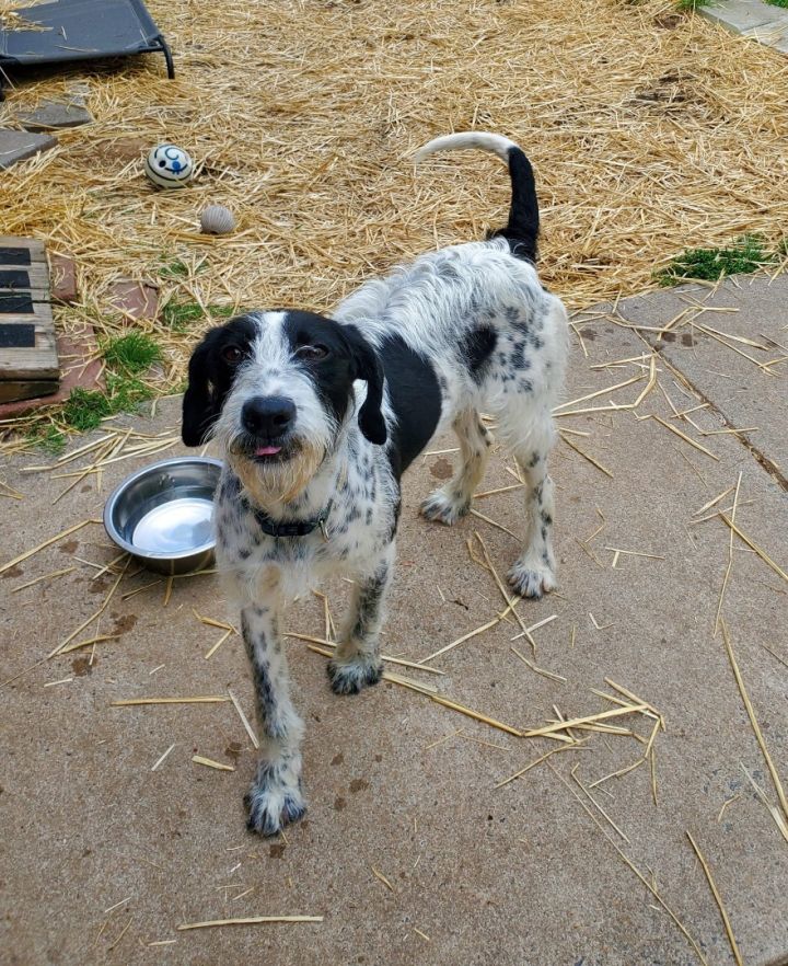 Dog for adoption Perch, a Pointer & Poodle Mix in Mount Pleasant, NC