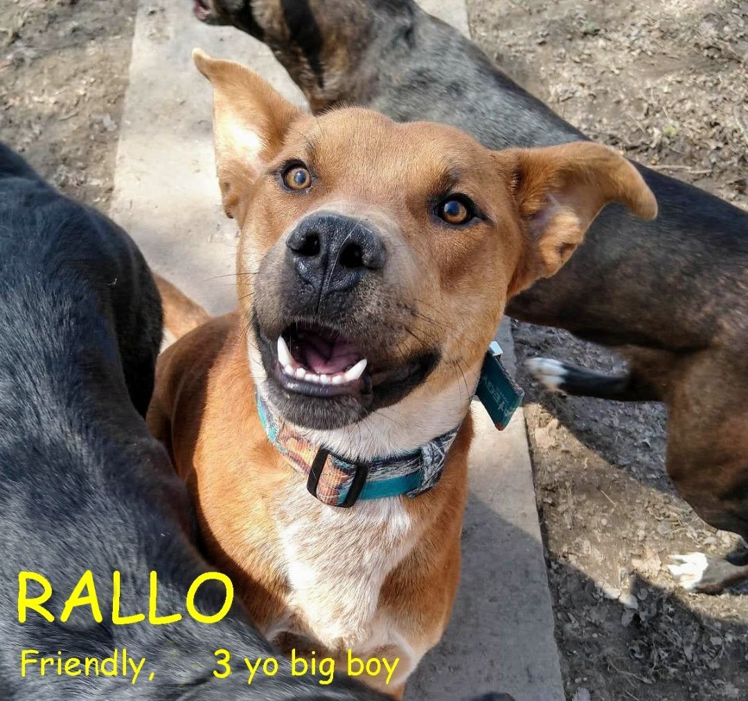 Dog for adoption - RALLO, a Rhodesian Ridgeback & Australian Cattle Dog ...