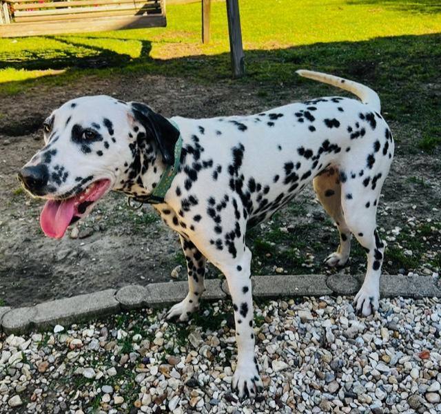 Penelope , an adopted Dalmatian in South Portland, ME_image-3