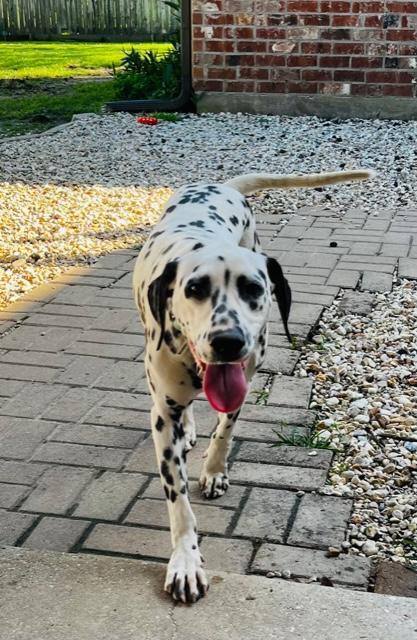 Penelope , an adopted Dalmatian in South Portland, ME_image-1
