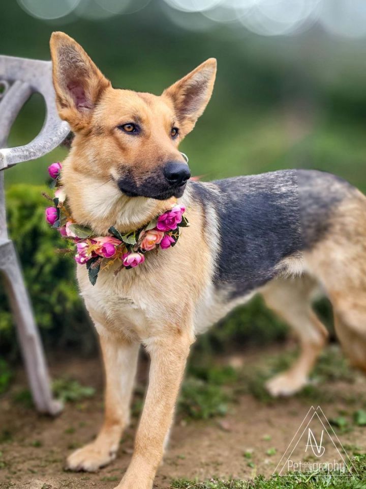 Sadie, an adoptable German Shepherd Dog in Temecula, CA_image-2