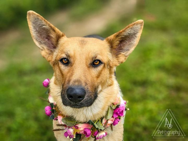 Sadie, an adoptable German Shepherd Dog in Temecula, CA_image-6