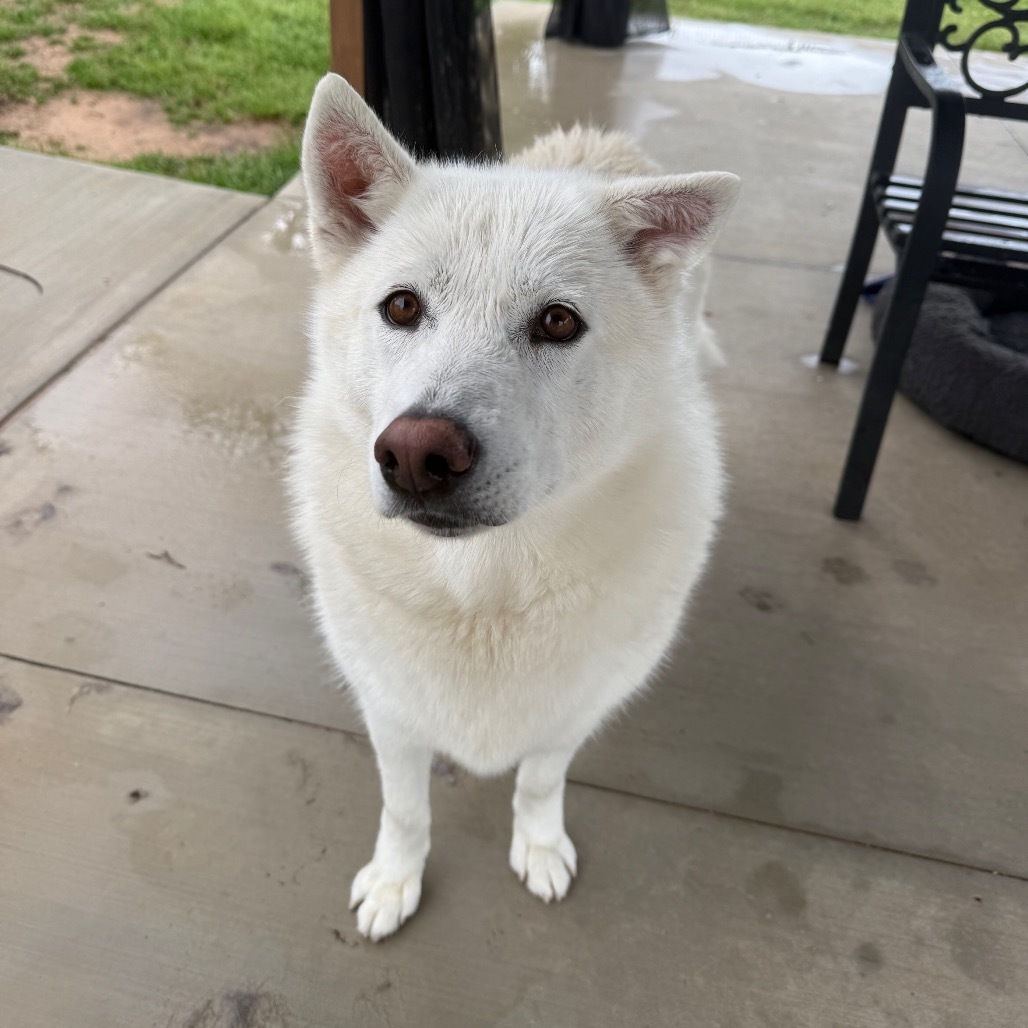 Jade, an adoptable Husky in Eufaula, OK, 74432 | Photo Image 1