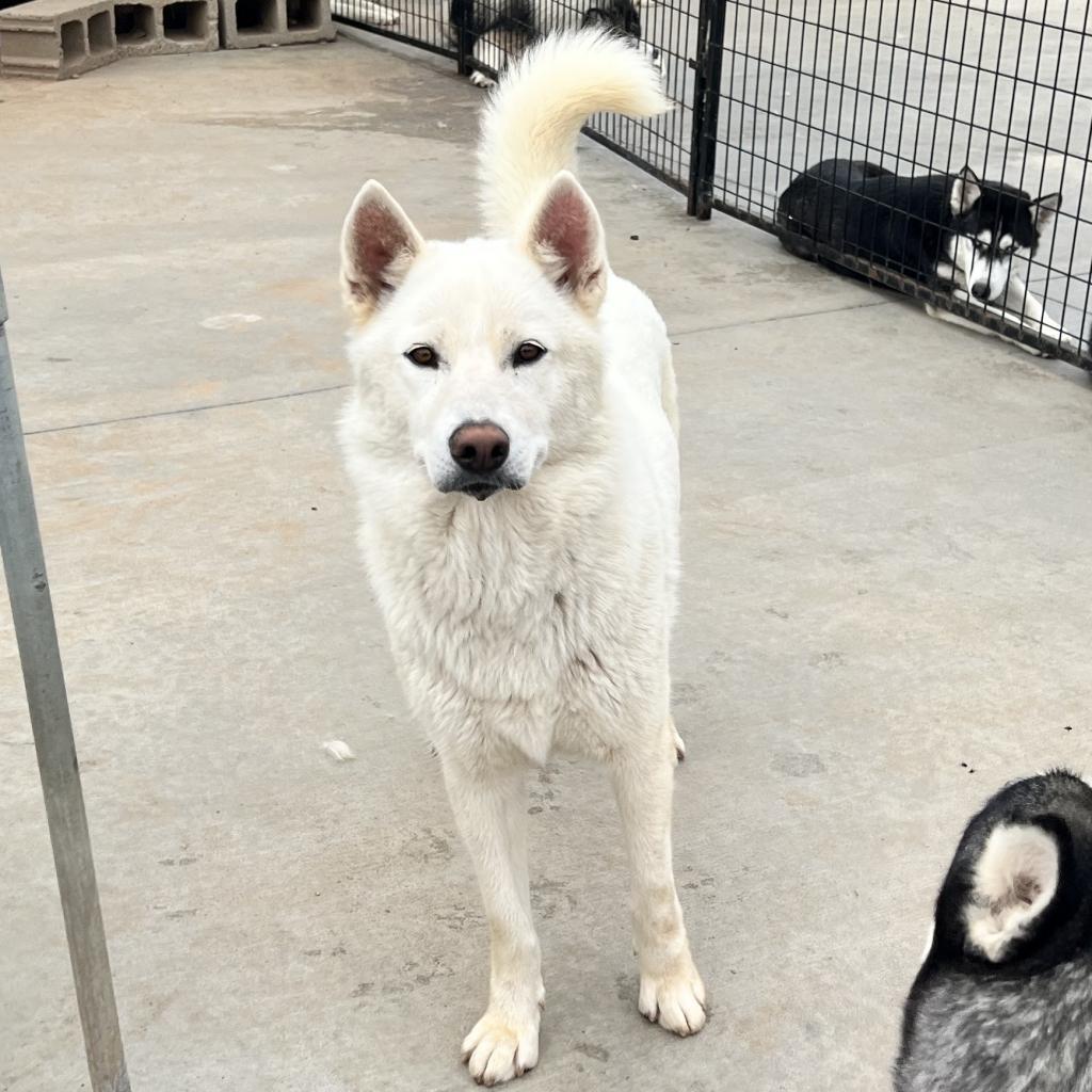 Jade, an adoptable Husky in Eufaula, OK, 74432 | Photo Image 3