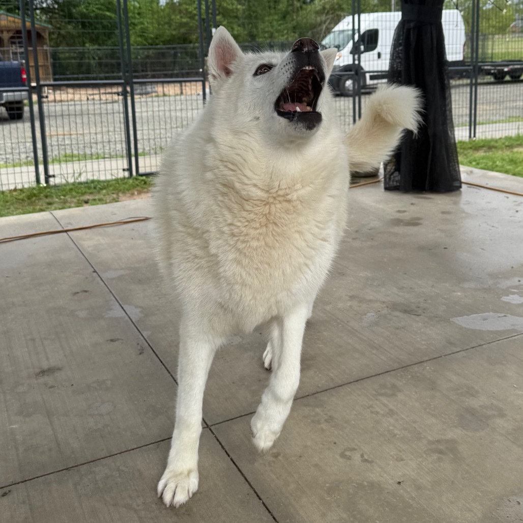 Jade, an adoptable Husky in Eufaula, OK, 74432 | Photo Image 4