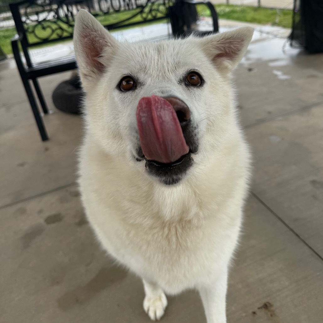 Jade, an adoptable Husky in Eufaula, OK, 74432 | Photo Image 5
