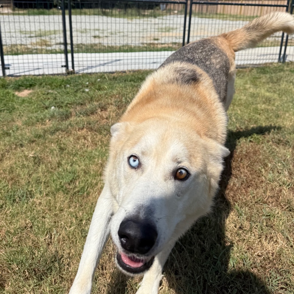 Gunner, an adoptable Husky, Mixed Breed in Eufaula, OK, 74432 | Photo Image 1