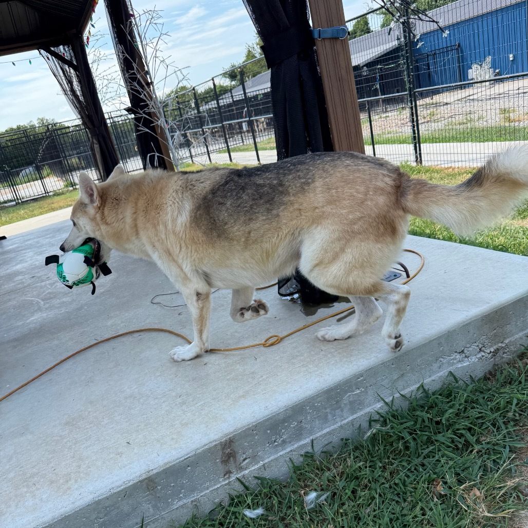 Gunner, an adoptable Husky, Mixed Breed in Eufaula, OK, 74432 | Photo Image 3