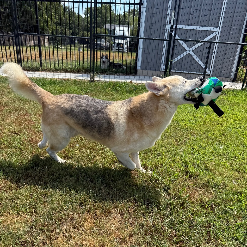 Gunner, an adoptable Husky, Mixed Breed in Eufaula, OK, 74432 | Photo Image 4