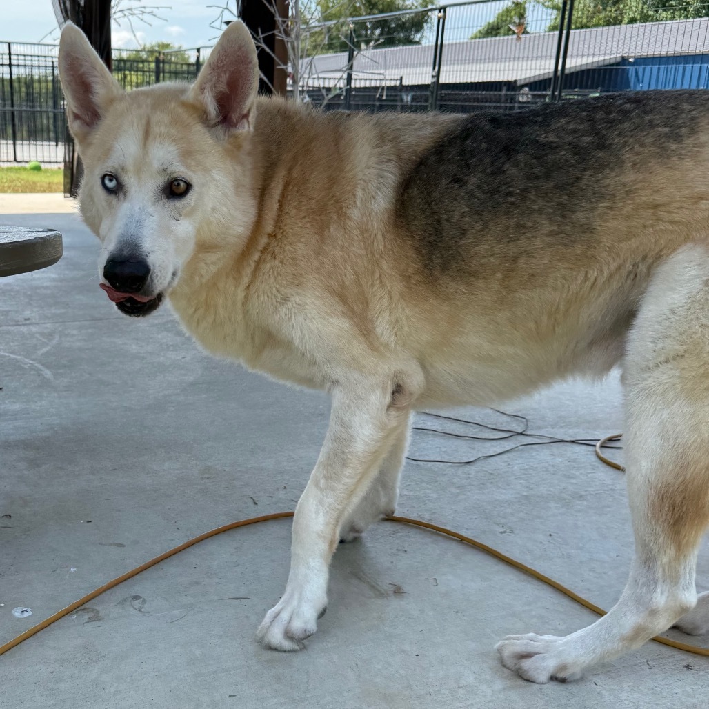 Gunner, an adoptable Husky, Mixed Breed in Eufaula, OK, 74432 | Photo Image 5