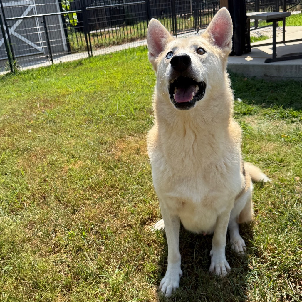 Gunner, an adoptable Husky, Mixed Breed in Eufaula, OK, 74432 | Photo Image 6