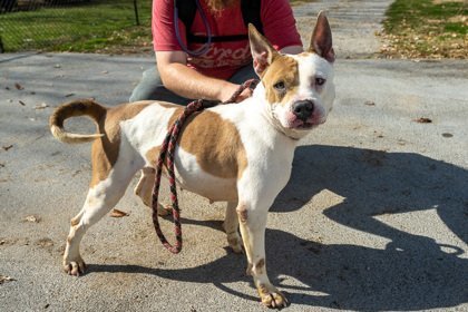 Baby Girl, an adoptable Terrier in Terre Haute, IN, 47803 | Photo Image 1