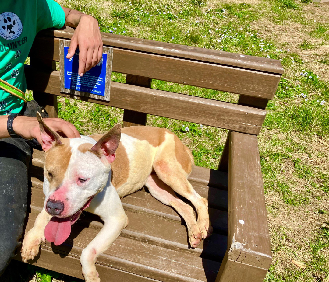 Baby Girl, an adoptable Terrier in Terre Haute, IN, 47803 | Photo Image 2