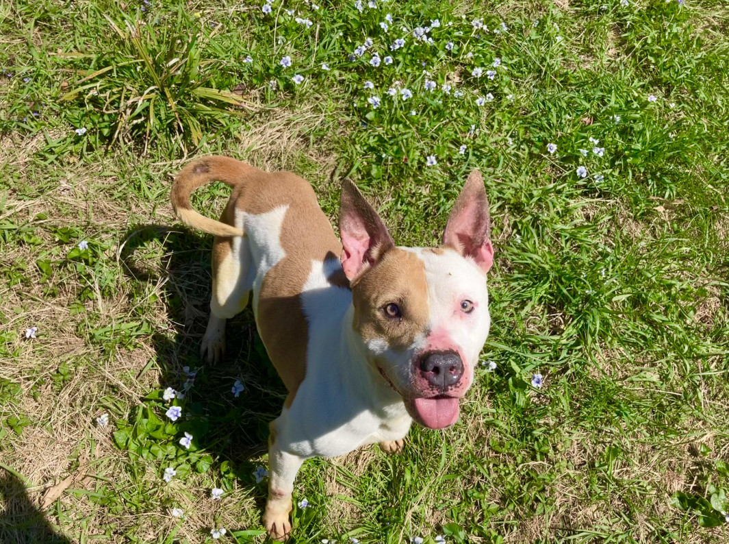 Baby Girl, an adoptable Terrier in Terre Haute, IN, 47803 | Photo Image 3