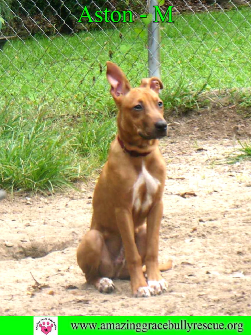 Aston, an adoptable Mixed Breed in Pensacola, FL, 32526 | Photo Image 2